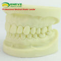 DENTAL05(12564) Cavity Preparation Jaw Model for Dental Student Training